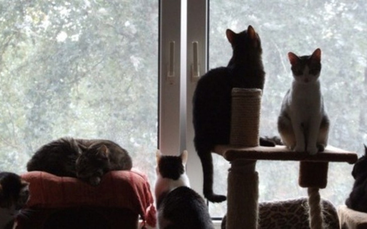 Grupa kotów przy oknie, obserwujących otoczenie.