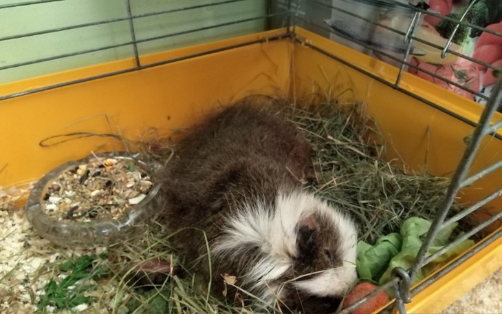 Zbiórka Na leczenie lub uśpienie świnki - zdjęcie główne