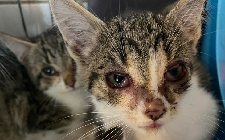 Zbiórka Prąd dla bezdomnych zwierząt - zdjęcie główne