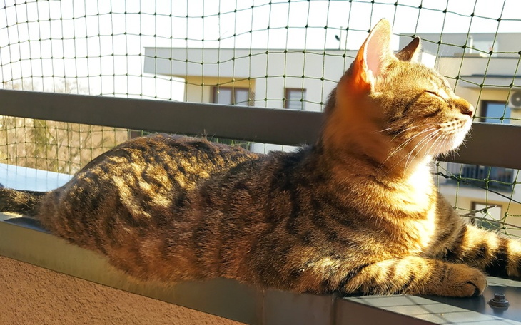 Zbiórka Uratujmy Maćka - zdjęcie główne