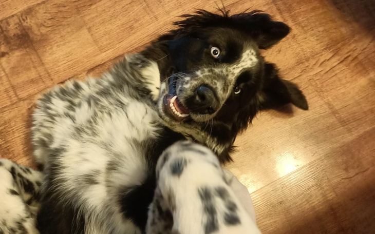 Zbiórka operacja Kulki - zdjęcie główne