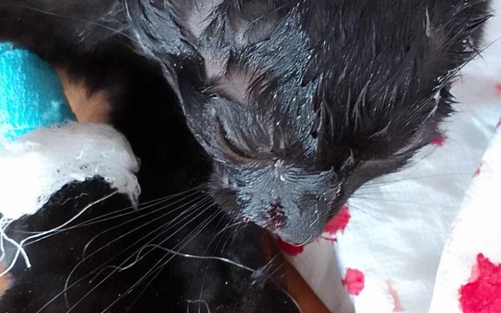 Zbiórka Życie Hadesa - zdjęcie główne