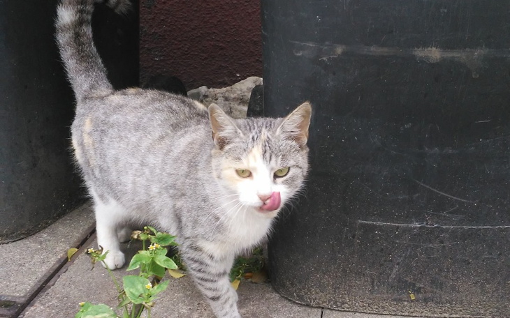 Zbiórka Na ratunek bezdomnej kotce - zdjęcie główne