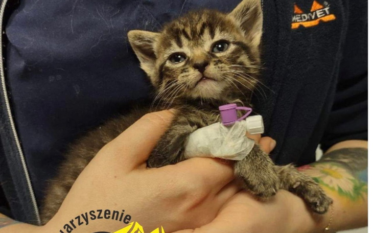 Zbiórka 15 kotów porzuconych w mieszkani - zdjęcie główne