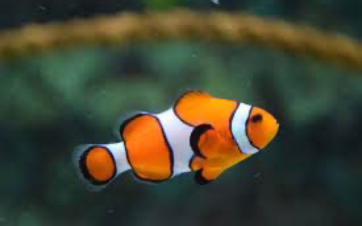 Rybka clown w wodzie, z charakterystycznymi pomarańczowymi paskami.