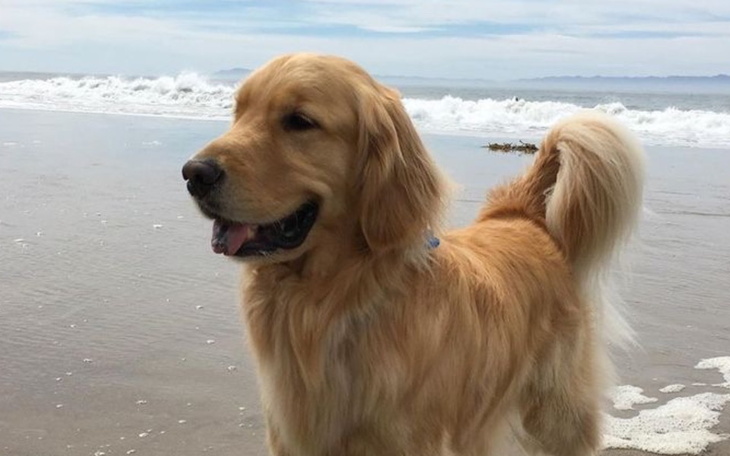 Zbiórka Zbieram na przyjaciela dla babci - zdjęcie główne