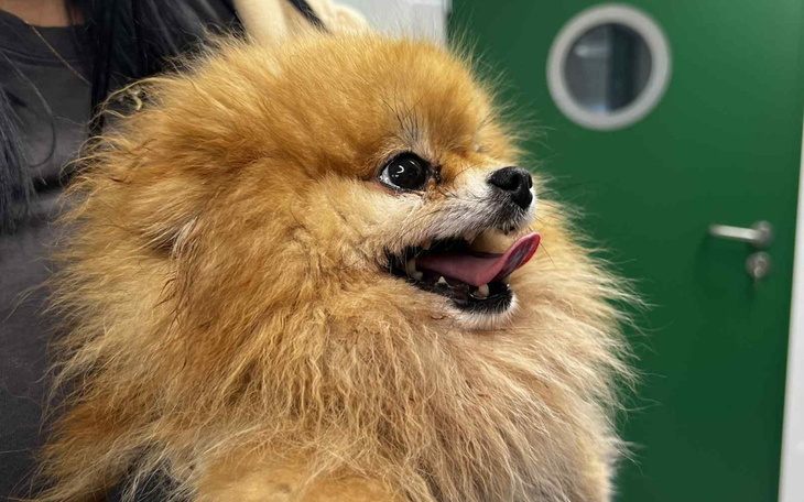 Pies rasy pomeranian z uśmiechem na twarzy.