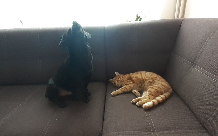 Zbiórka na pieski i marzenia - zdjęcie główne