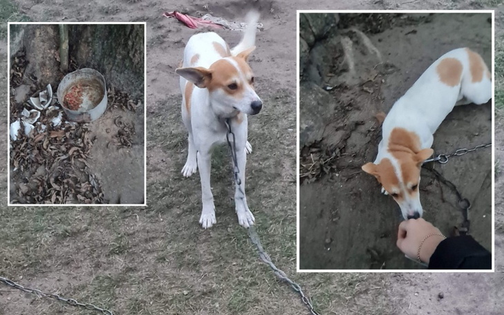 Zbiórka Psy z Łukowa proszą o pomoc - zdjęcie główne