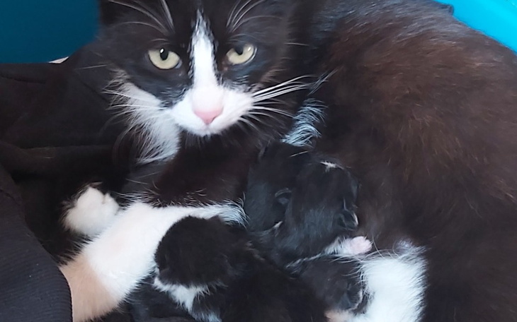 Kot z małymi kociętami, leżący na czarnym materiale.