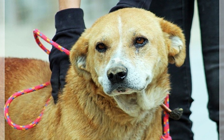Zbiórka Starsza suczka prosi o pomoc - zdjęcie główne