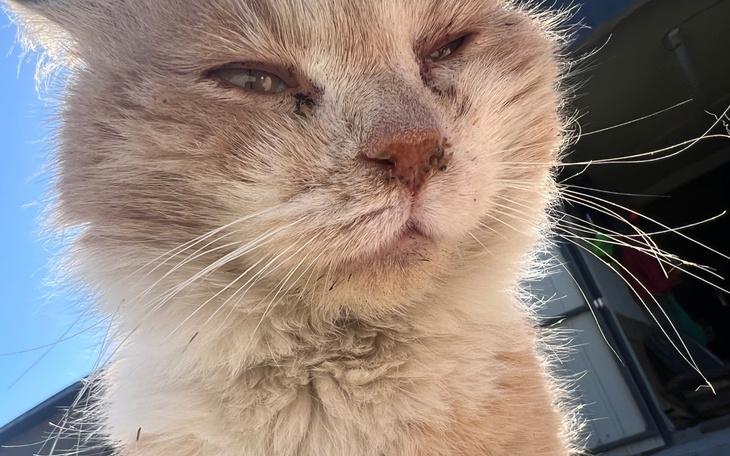 Kot o jasnym futrze z zamkniętym okiem, w słonecznym otoczeniu.