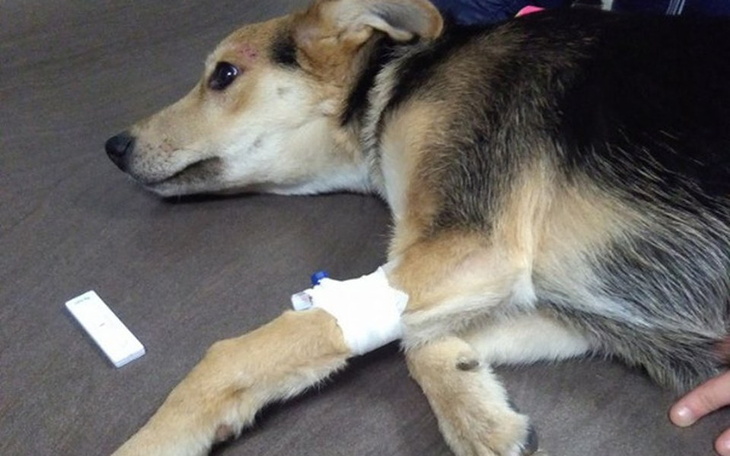 Zbiórka Ratujemy życie Baki - zdjęcie główne