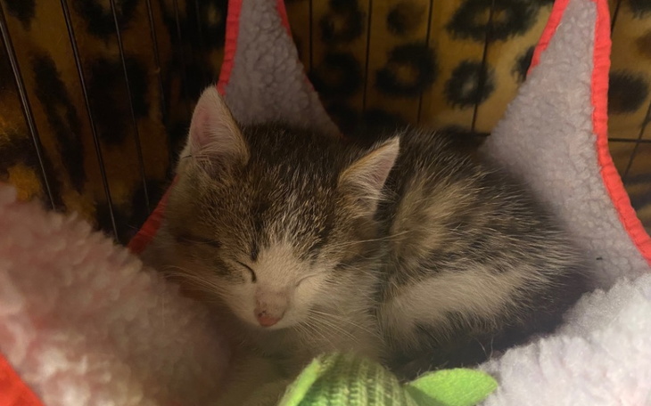 Zbiórka Na Znajdka - zdjęcie główne