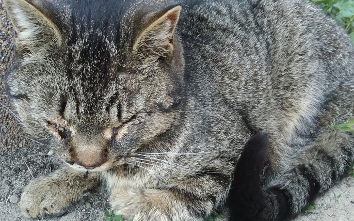 Zbiórka Operacja żuchwy kotki - zdjęcie główne