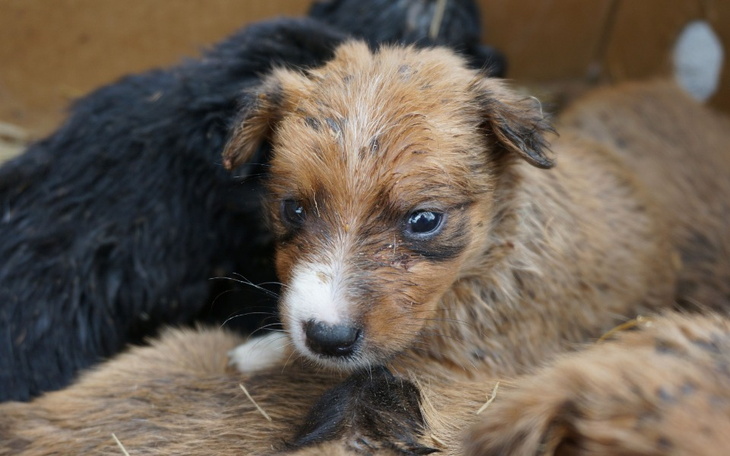 Mały szczeniak z brązowym futrem, patrzy z ciekawością.