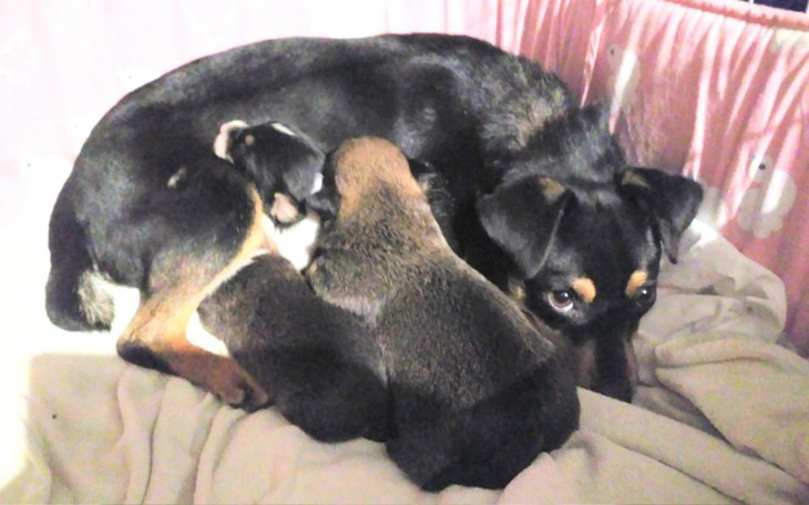 Zbiórka Maciejka błaga o pomoc dla dziec - zdjęcie główne