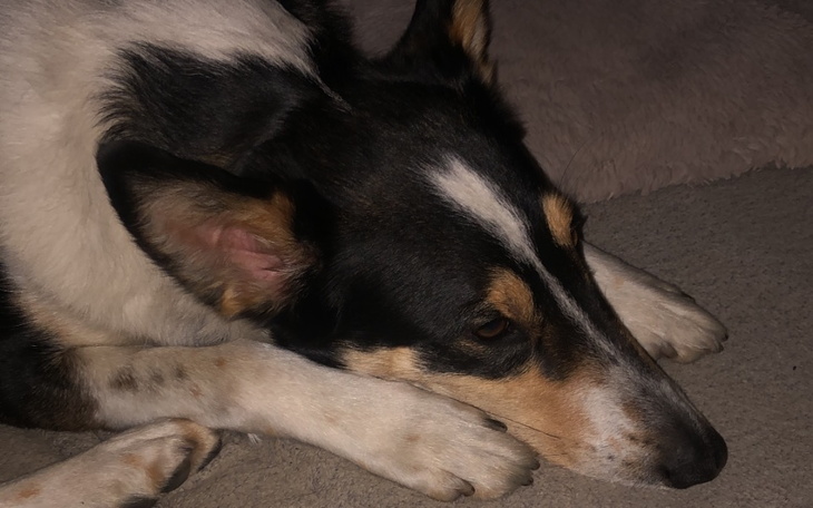 Zbiórka Leczenie psów z biednych domów - zdjęcie główne