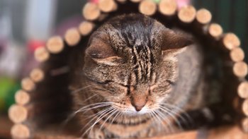 Zbiórka Na wiosenne kocie potrzeby. - miniaturka zdjęcia