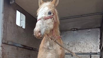 Zbiórka Na pomoc Pułkownikowi - miniaturka zdjęcia