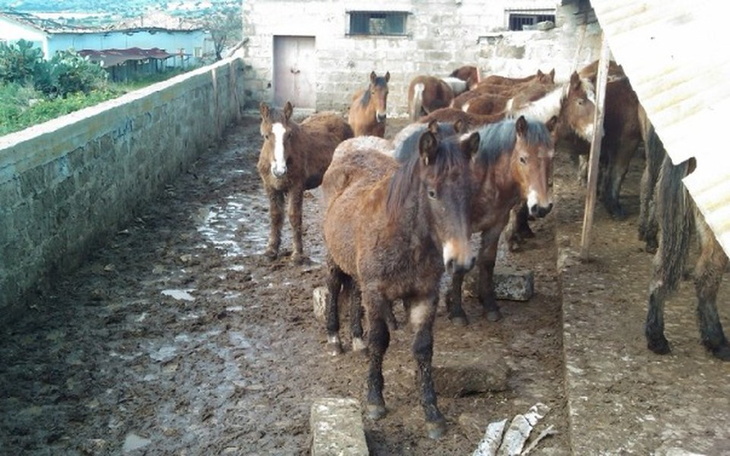 Grupa koni w stajni w nieodpowiednich warunkach.