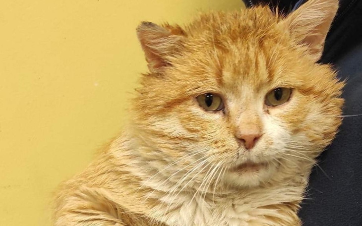 Zbiórka Nieuleczalnie chore koty - pomoc - zdjęcie główne