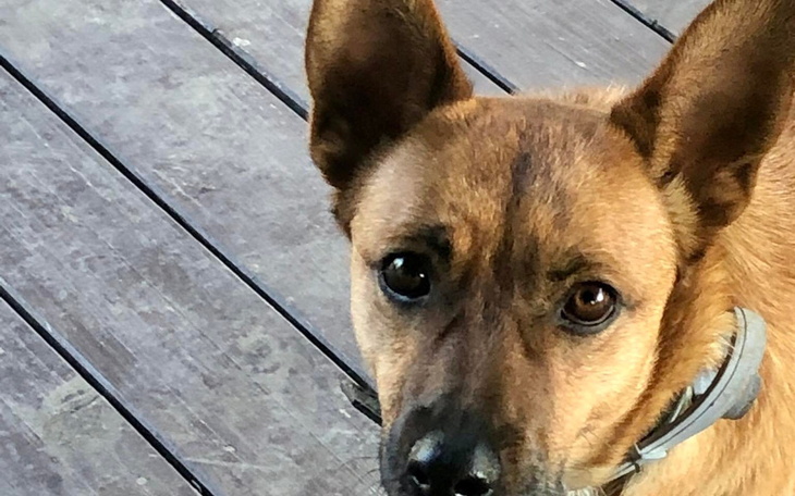 Zbiórka Przyjazd Lidy i jej zwierząt - zdjęcie główne