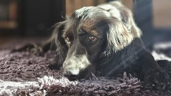 Zbiórka Pomóż zapłacić za operację Zojki - miniaturka zdjęcia