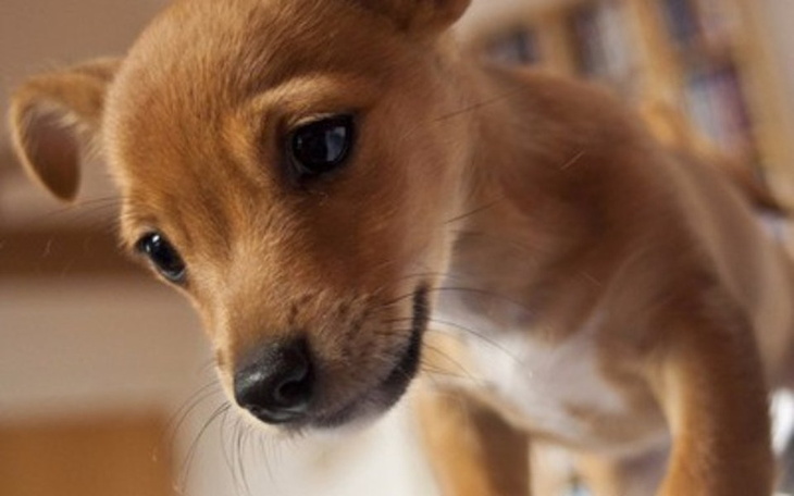 Zbiórka Pomóżmy 16 bezpańskim psom - zdjęcie główne