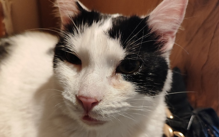 Zbiórka Na leczenie podopiecznych . - zdjęcie główne