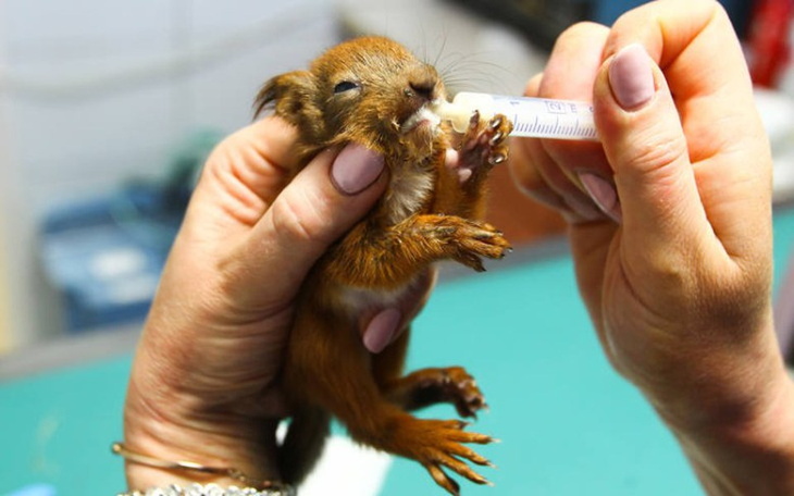 Zbiórka Wspólna Pomoc - zdjęcie główne