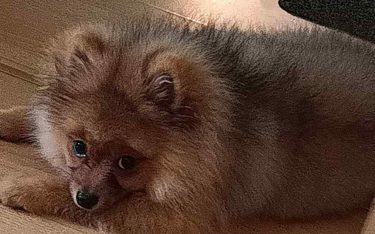 Pies rasy pomeranian leżący na podłodze.