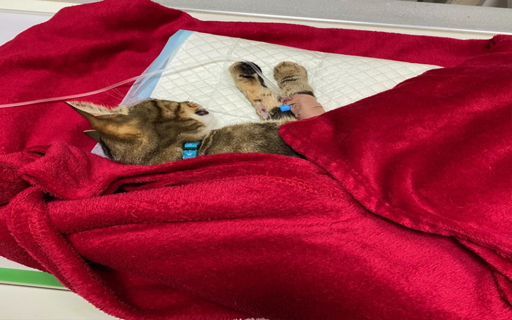 Zbiórka Zbieram na operację kotka - zdjęcie główne