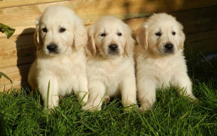 Zbiórka Pomoc zwierzakom w potrzebnie - zdjęcie główne