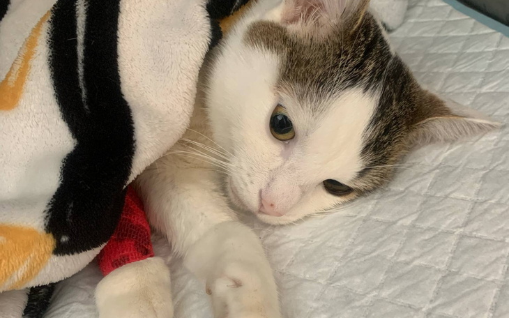 Kot owinięty w koc, wyglądający na zrelaksowanego.