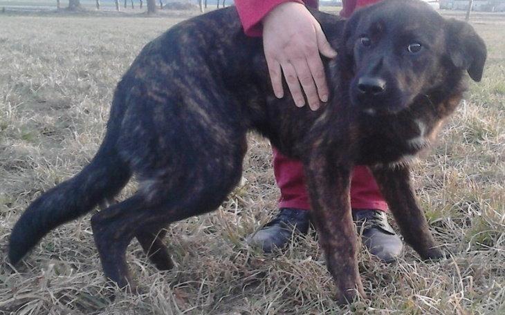 Zbiórka sterylizacja, leczenie - zdjęcie główne