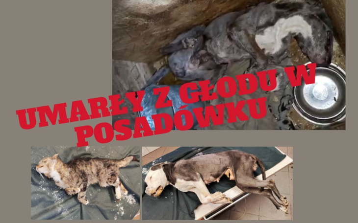 Zbiórka Bez Was nie damy rady..... - zdjęcie główne