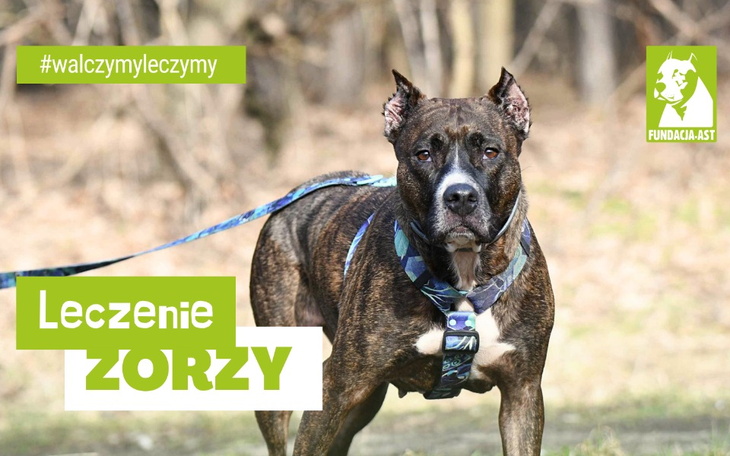 Zbiórka Leczenie Zorzy - zdjęcie główne
