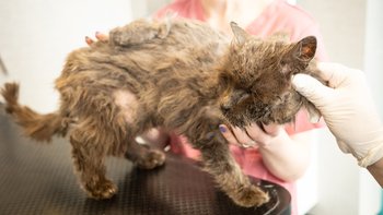 Zbiórka Resztkami sił prosi o pomoc - miniaturka zdjęcia