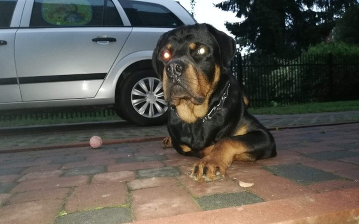 Zbiórka Kojec dla pupila - zdjęcie główne