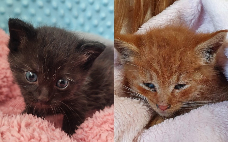 Zbiórka Wyprawka dla maluszków. - zdjęcie główne