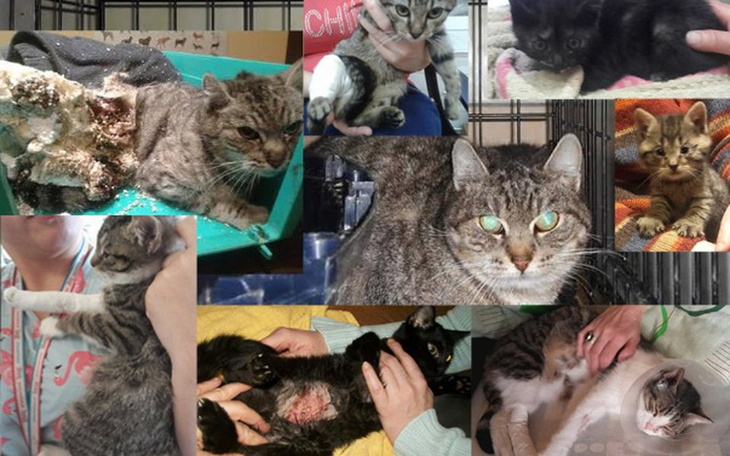 Zbiórka Okaleczone, chore: rak, nerki... - zdjęcie główne