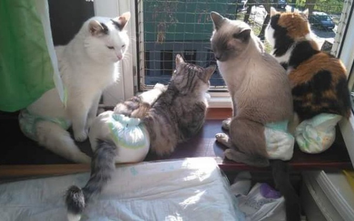 Zbiórka Pomoz Niepelnosprawnym - zdjęcie główne