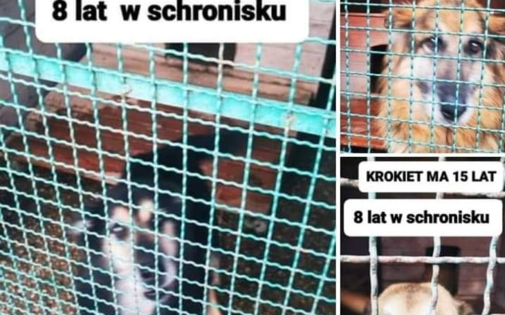 Zbiórka Cena za Wolnosc Staruszkow - zdjęcie główne