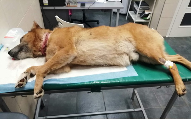 Zbiórka Ratujemy psa z łańcucha - zdjęcie główne