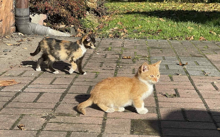 Dwa kocięta bawiące się na chodniku.