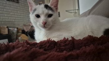 Zbiórka Faktury za leczenie - miniaturka zdjęcia