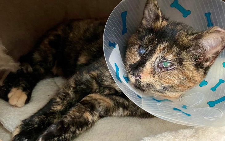 Zbiórka Ratujemy oczka Gabrysi - zdjęcie główne