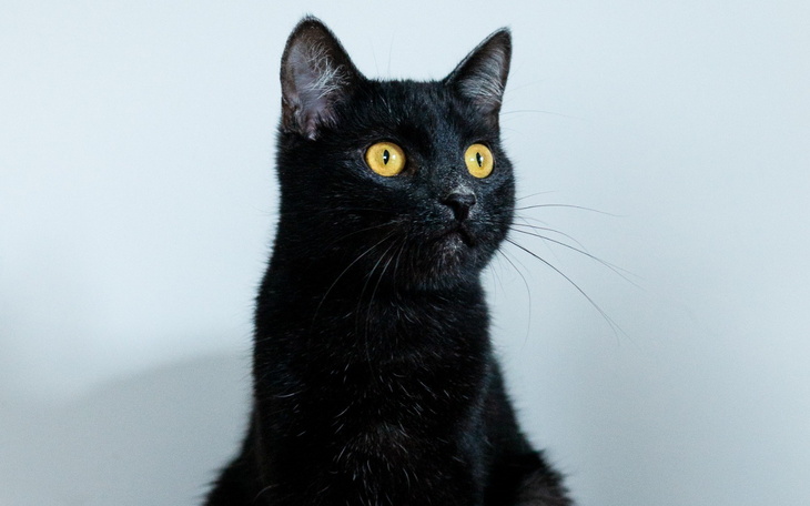 Czarny kot z dużymi żółtymi oczami, patrzący w dal.