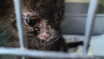 Zbiórka Maluszki potrzebują wsparcia - miniaturka zdjęcia
